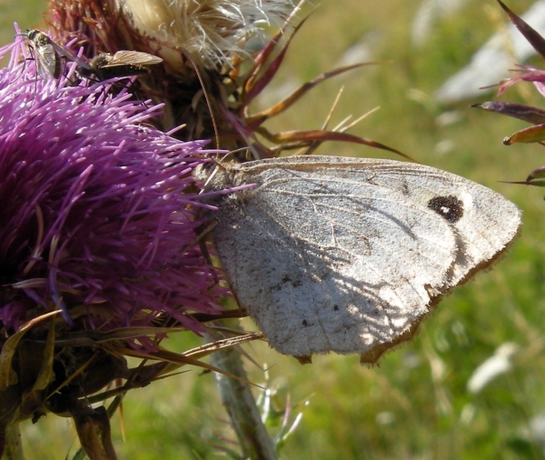 Farfalle nel P.N.A. ad agosto